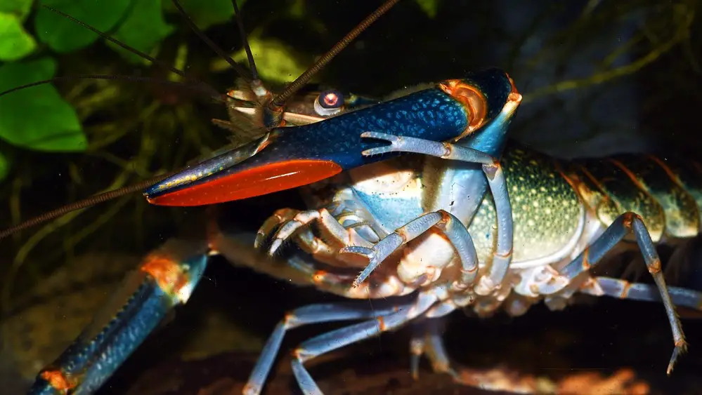 Large male red claws have large claws with a red marking on them the females dont have this.