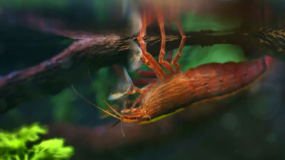 Bamboo shrimp are filter feeders