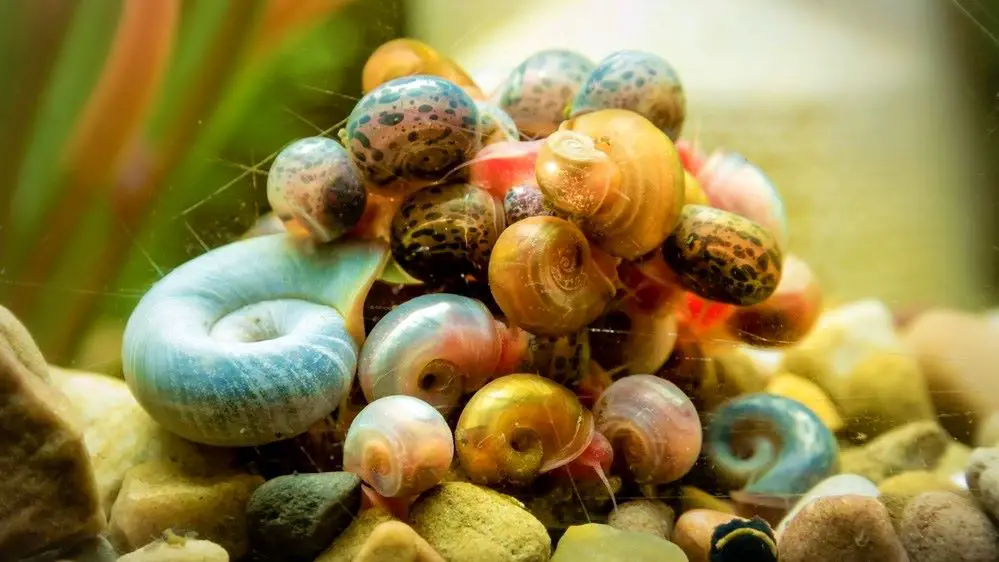 Bunch of Ramshorn Snails