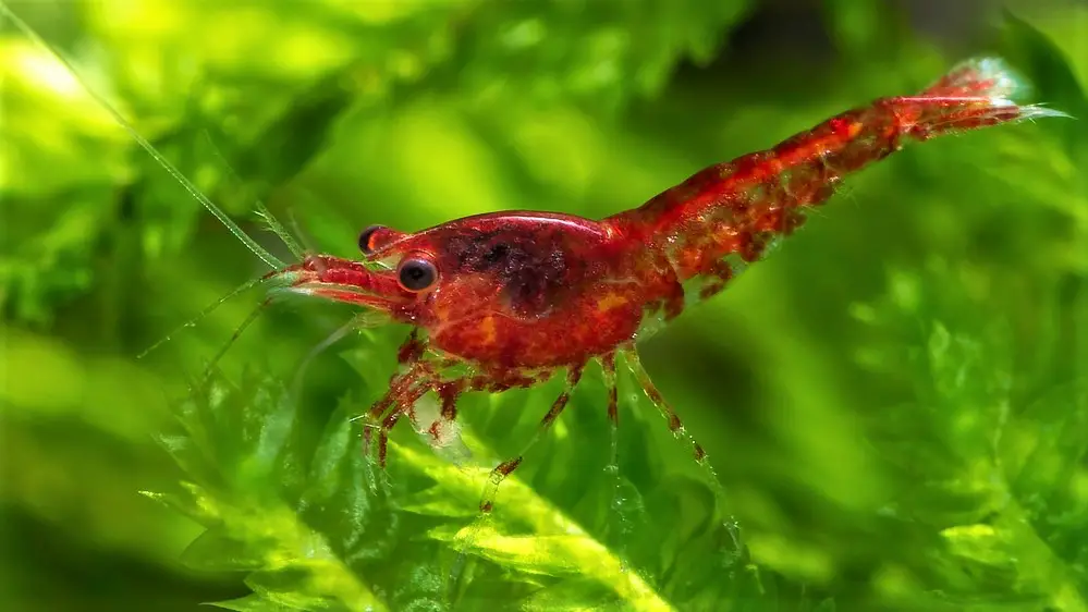 A Gorgeous Red Cherry Shrimp