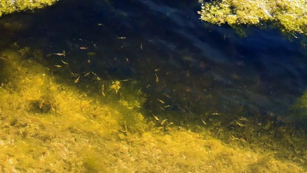 Sea Monkeys in a saline pool 