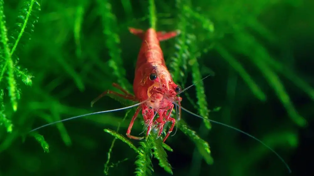 Very nice red cherry shrimp