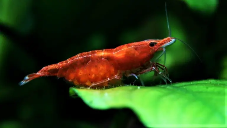 Is my cherry shrimp pregnant? – Aquarium Shrimp Keeping