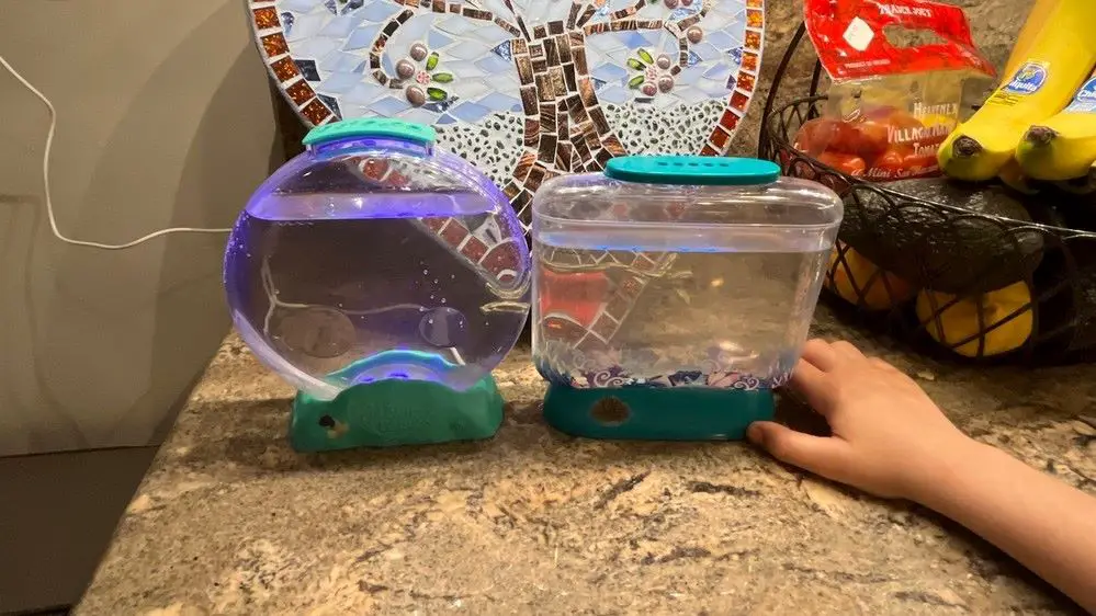 Sea Monkeys in small containers 