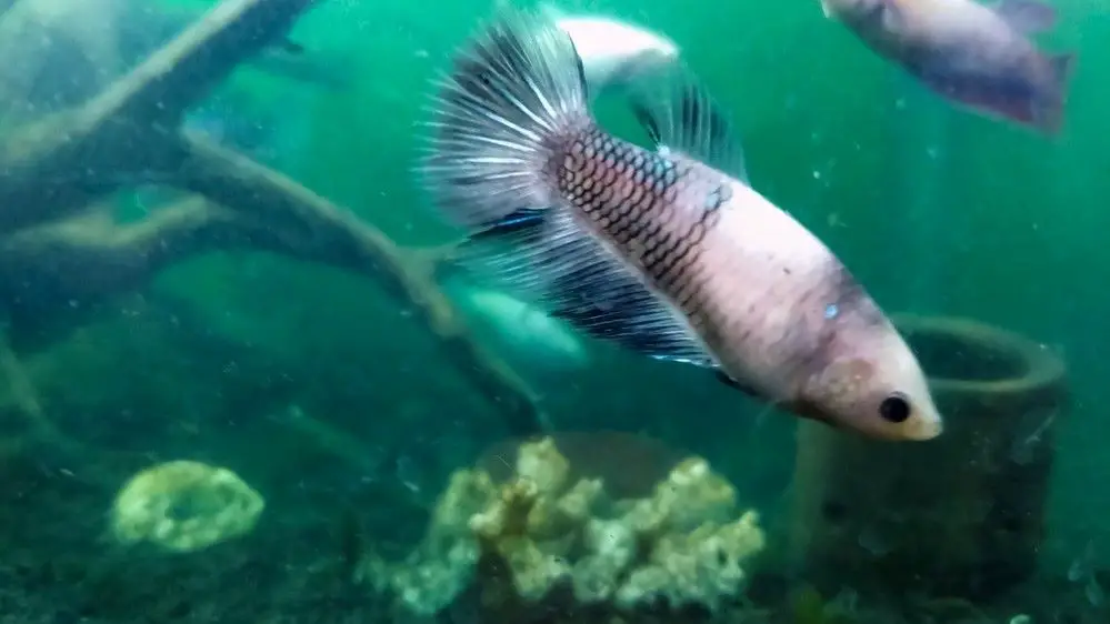 A Betta fish in a cloudy aquarium 