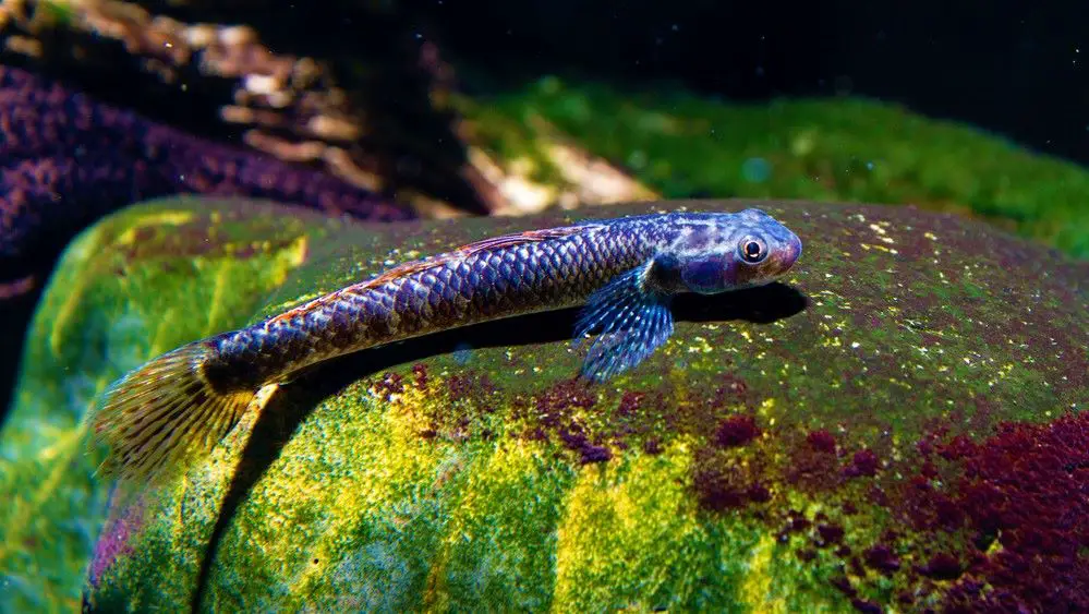 Rainbow Stiphodon Goby (Stiphodon ornatus) Freshwater Algae Eater goby, male