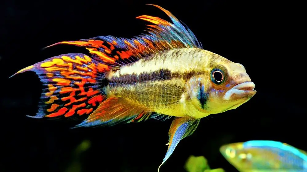 Apistogramma with shrimp? – Aquarium Shrimp Keeping