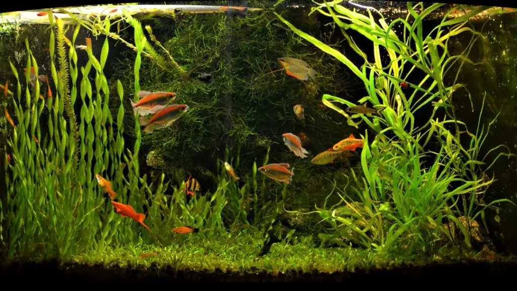 A well planted aquarium will have less nitrates.
