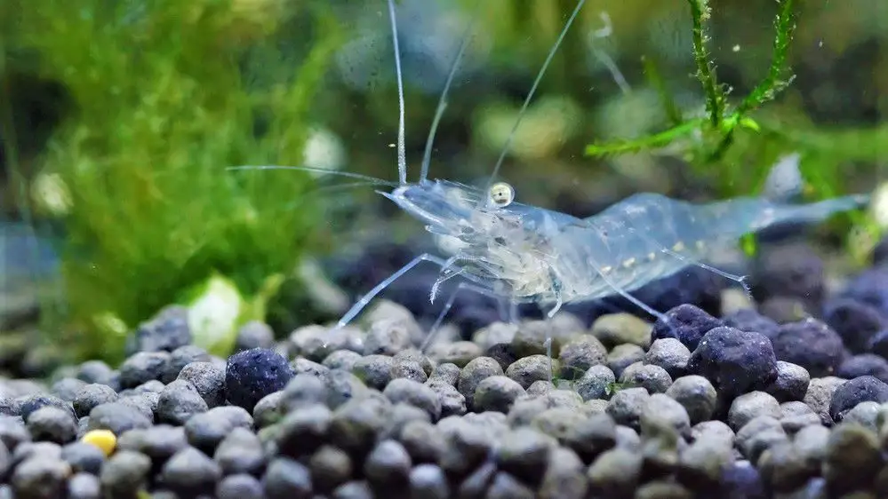 Ghost Shrimp