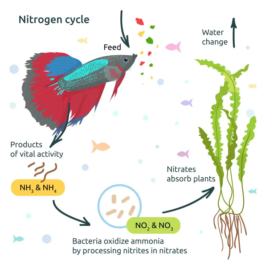 The Nitrogen Cycle