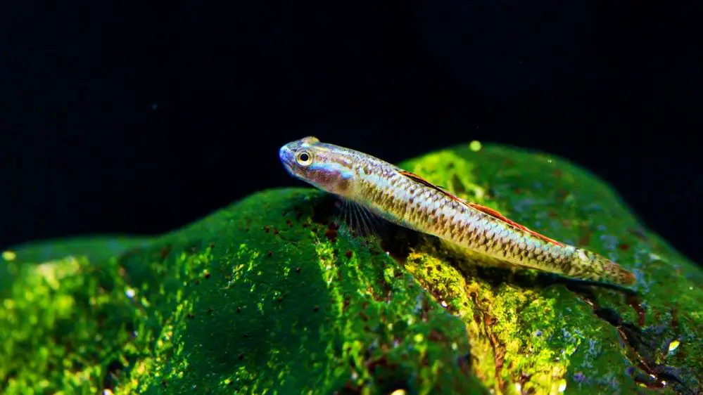 Blue Neon Dwarf Goby (Stiphodon percnopterygionus)