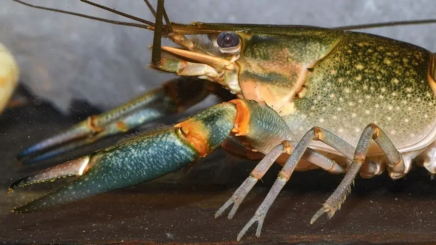 A Large Female red claw, notice no red claws