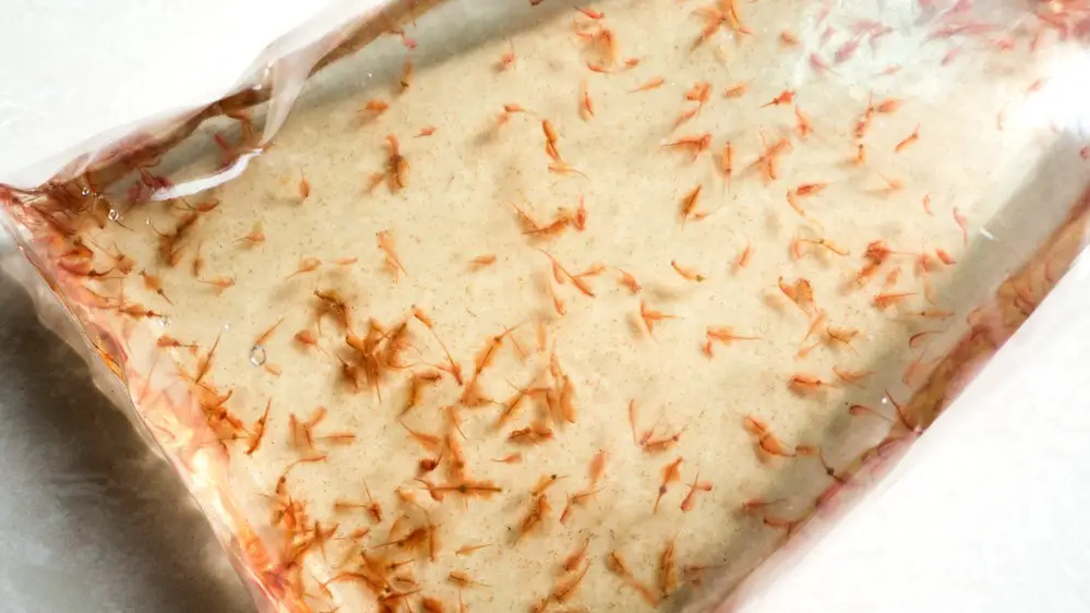 Brine Shrimp are often sold in bags from pets stores 