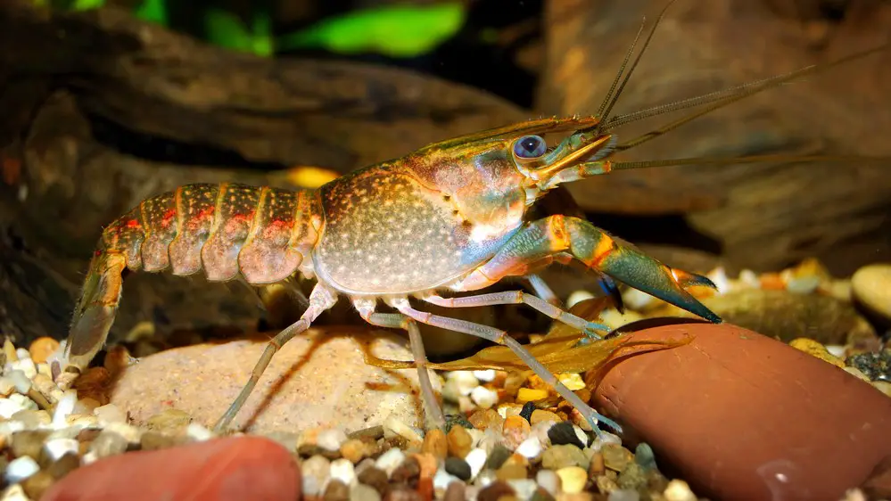 A young red claw