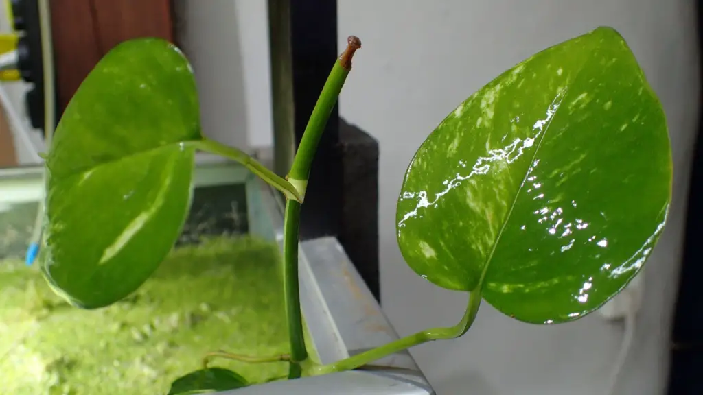 Remember leave some of the pothos above the water.