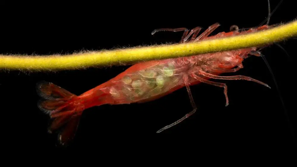 Berried Neocaridina var Red Cherry Shrimp