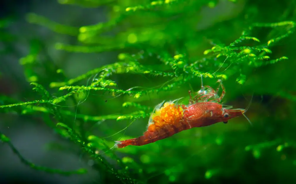 A very berried Cherry Shrimp 