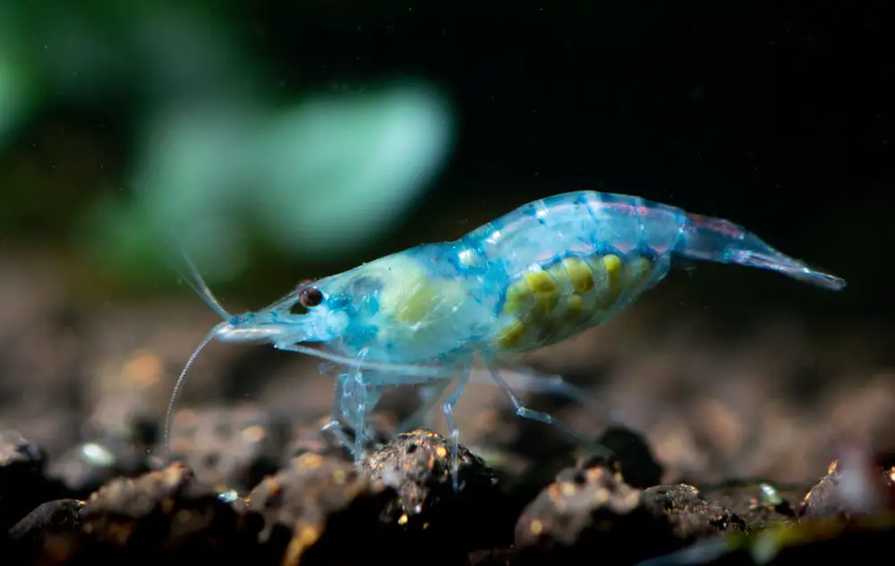 Why Wont My Shrimp Breed Aquarium Shrimp Keeping