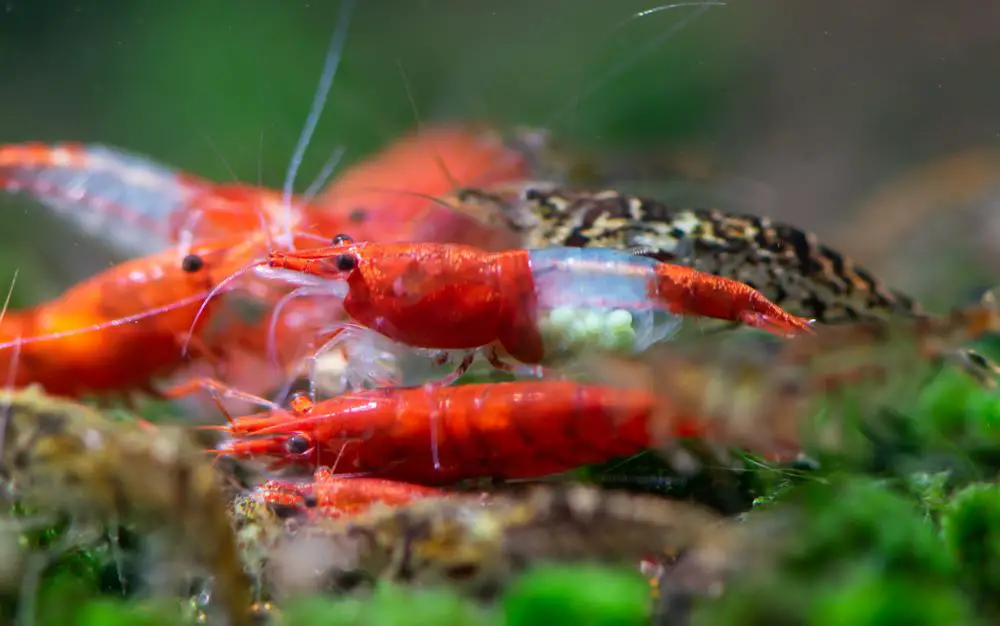 Oxygen is really important in a shrimp tank so make sure you see some water movement.