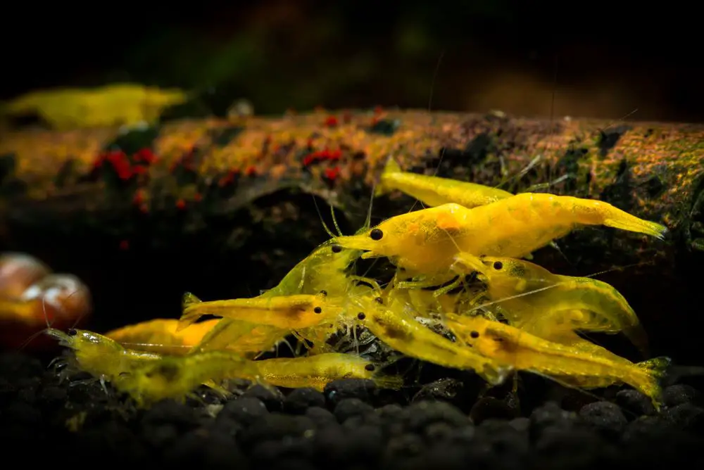 The type of shrimp plays a role in how you do a water change.