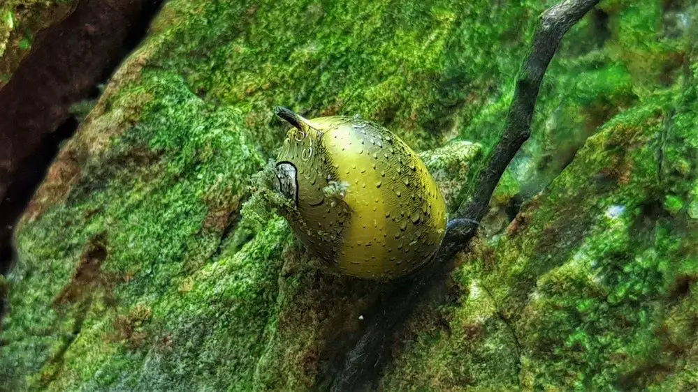 Horned Nerite Snail 