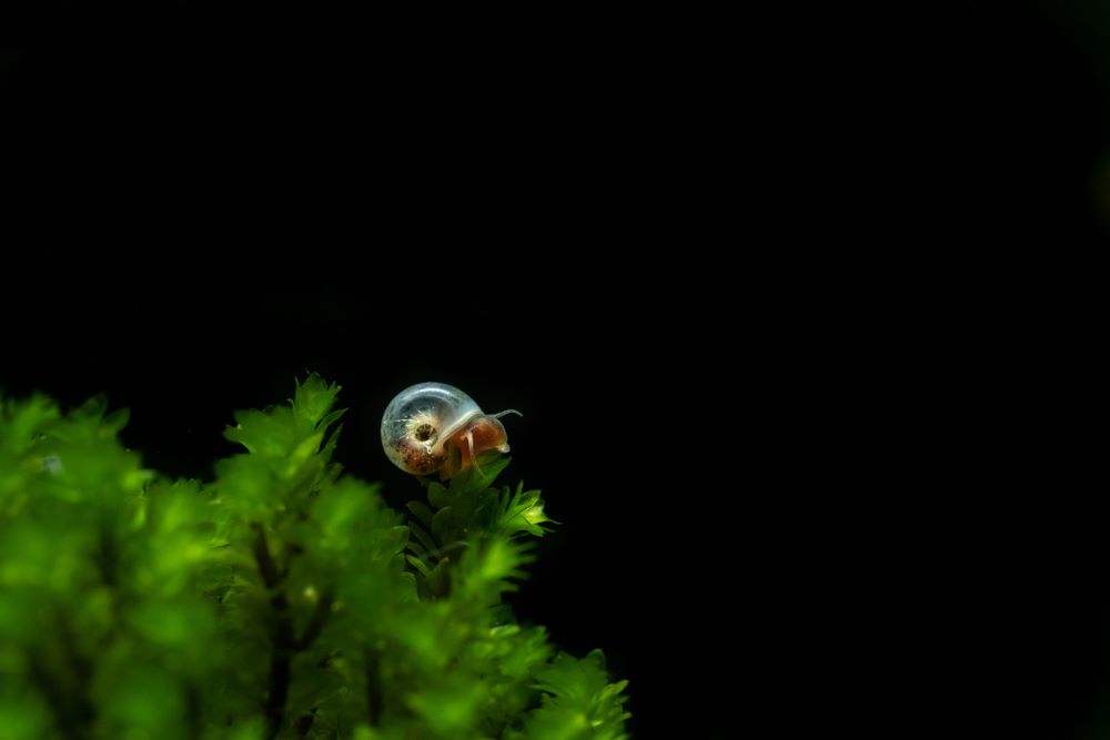Baby Ramshorn on some moss