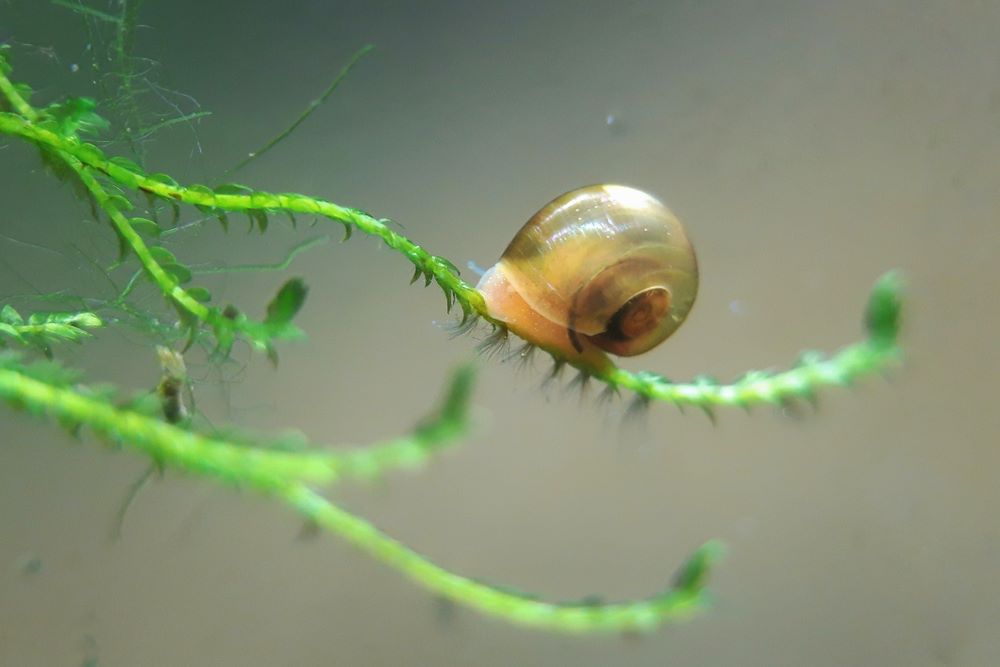 Over feeding can lead to huge populations of Ramshorn snails 