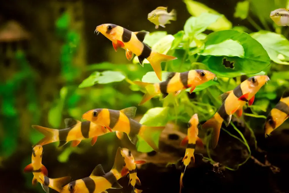 Clown Loaches