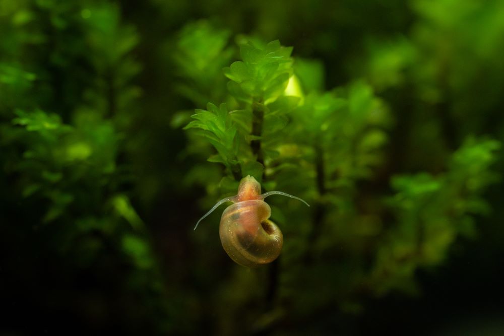 In my experience Ramshorn Snails eat decaying or dying plants and occasionally eat soft stems if they are hungry.