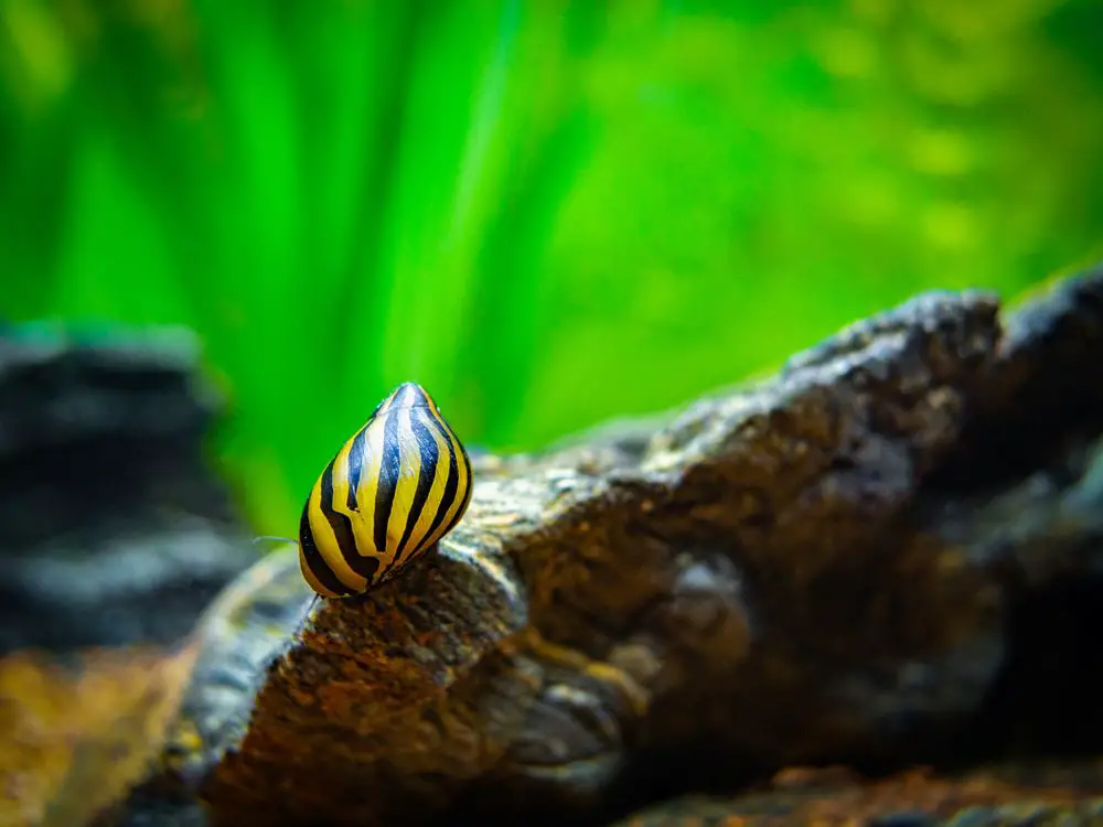 Nerite Snail