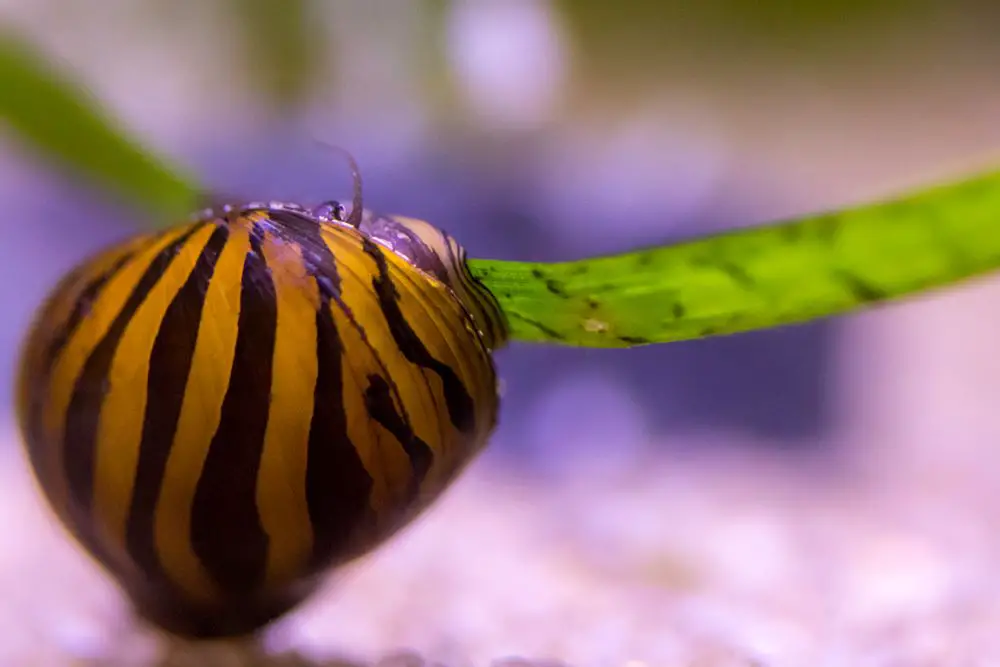 Snails eat algae