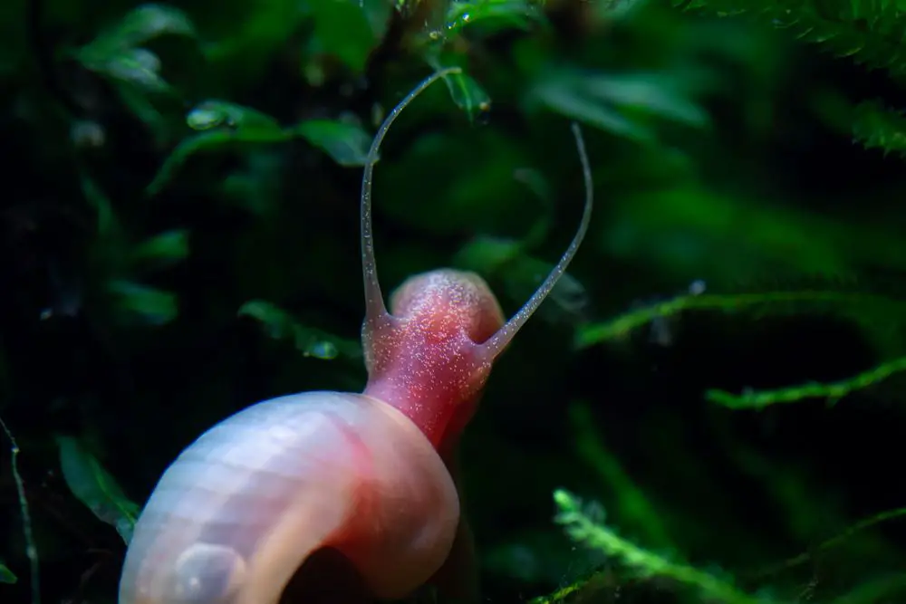 Do RAMSHORN SNAILS EAT PLANTS?