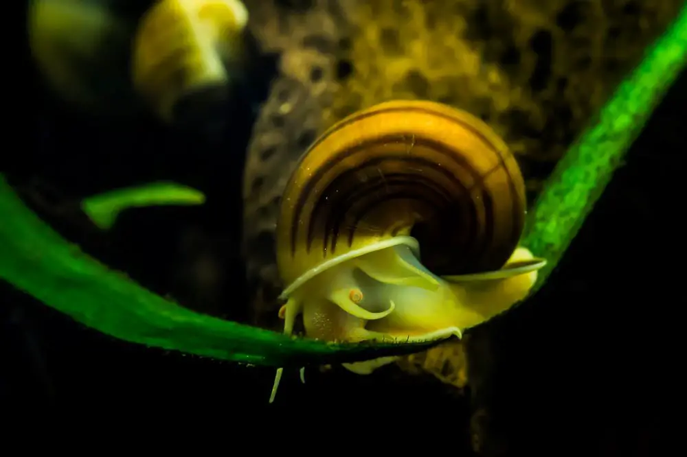 Mystery snails will leave the tank to lay eggs