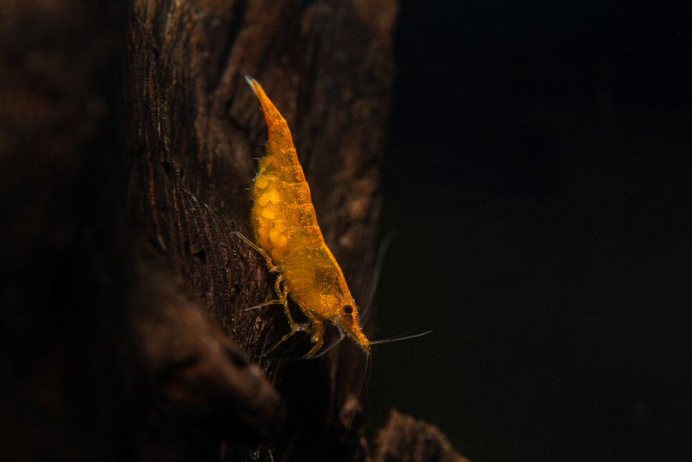 Orange Neocaridina