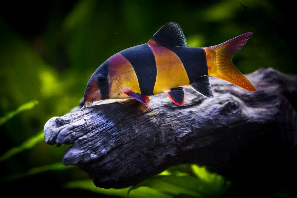 Clown Loach