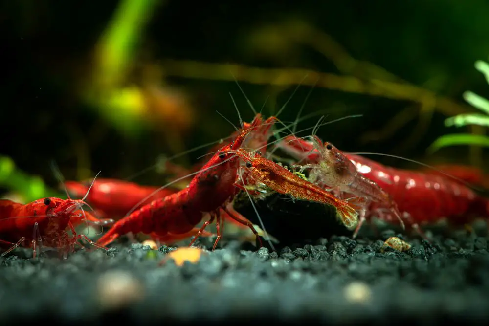 Neocaridina shrimp