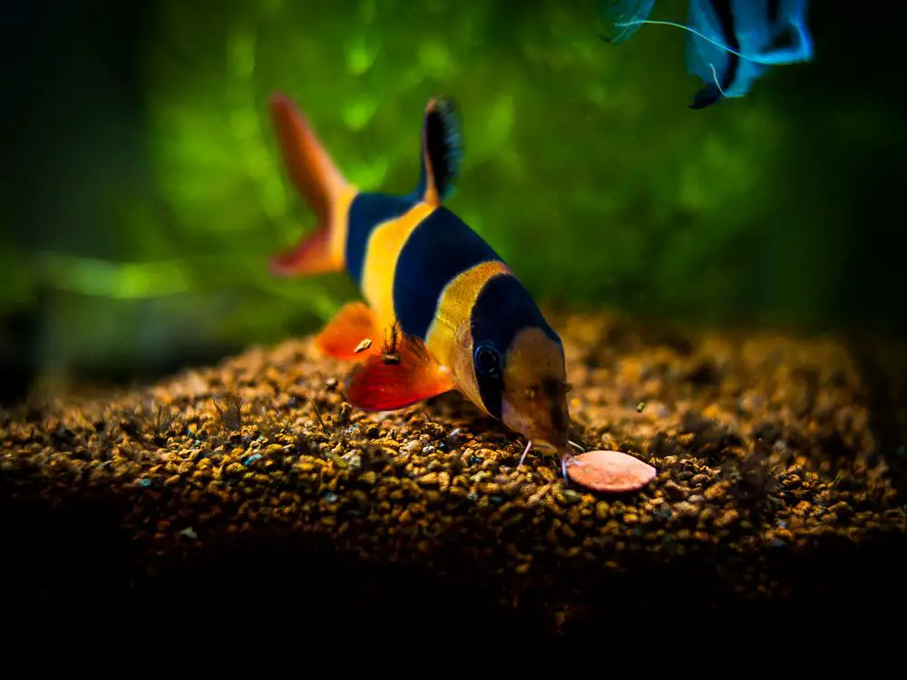 Clown Loach