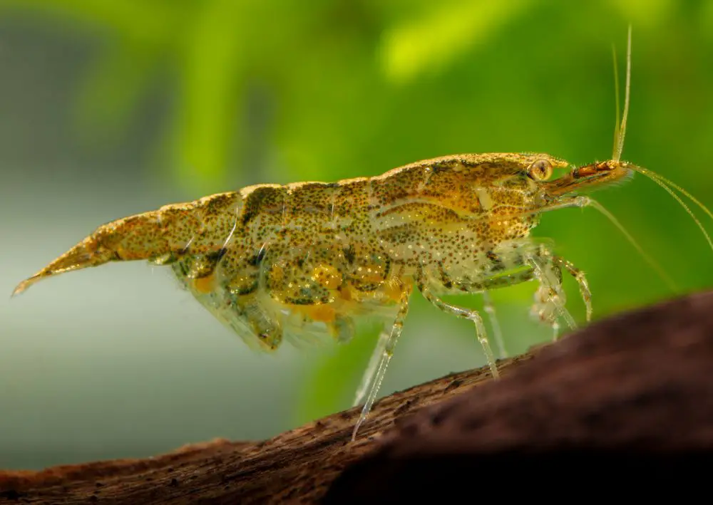 pH Stability is key to getting shrimp to breed.