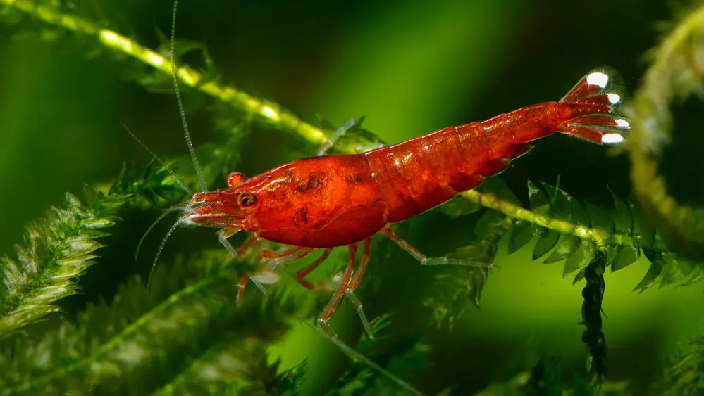 Ruby Red Taiwan Bee Shrimp 