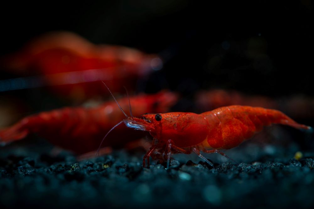 Gorgeous painted fire red shrimp