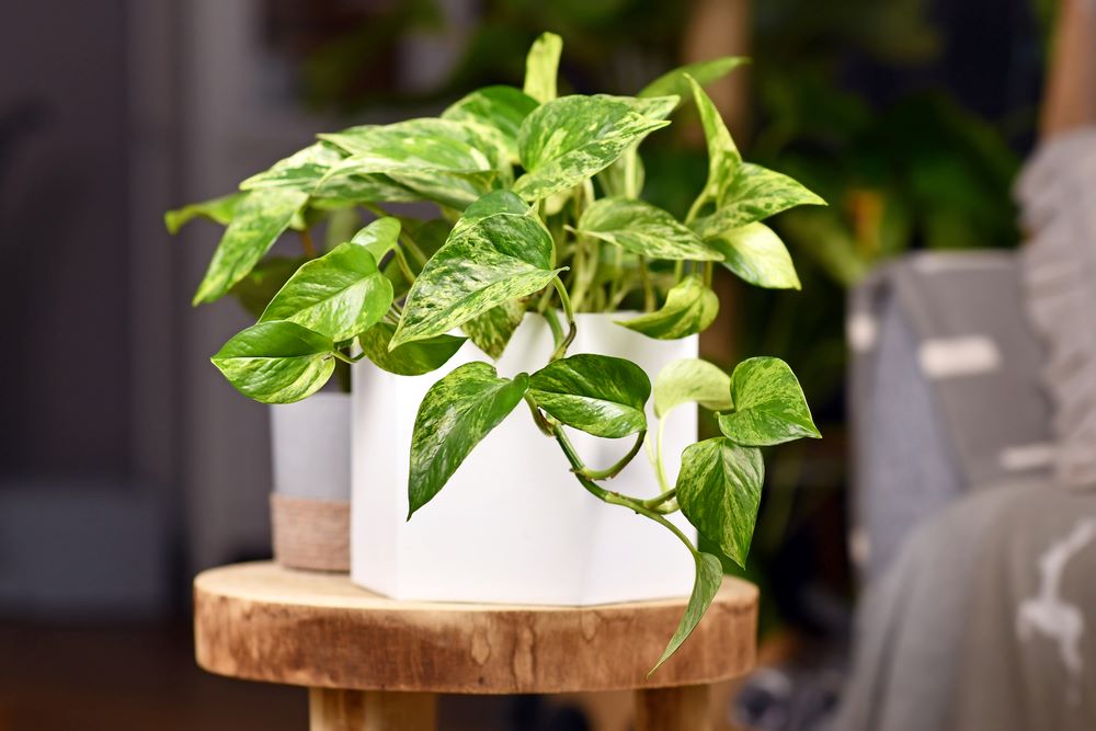 Typical pothos plant pot 