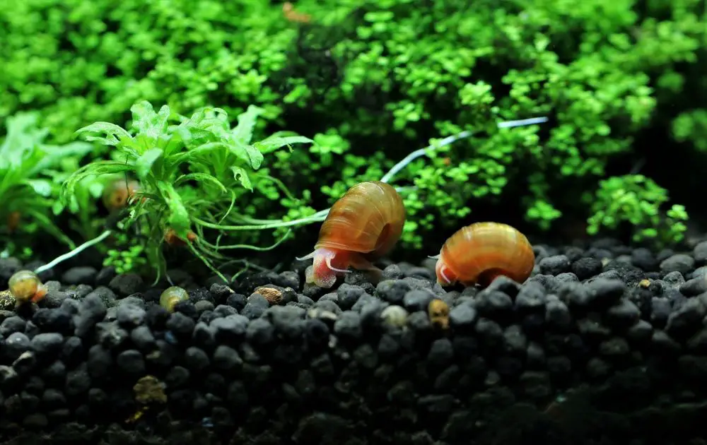 Ramshorn snails will climb out if the water level is to high. 