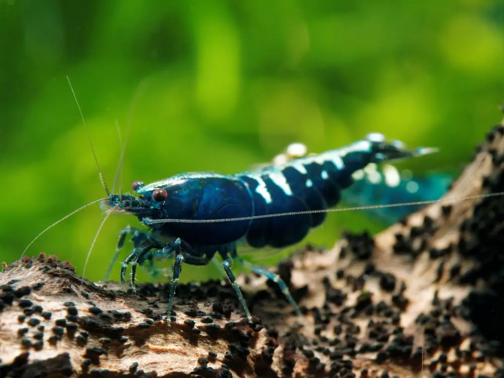 A nice fishbone pinto