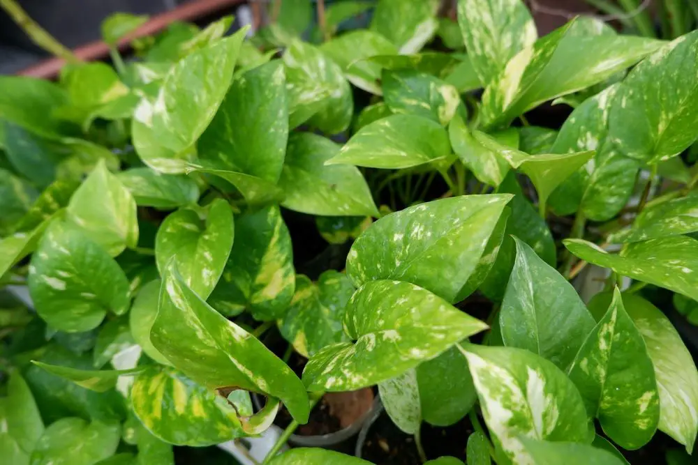 Big bushy pothos plant 