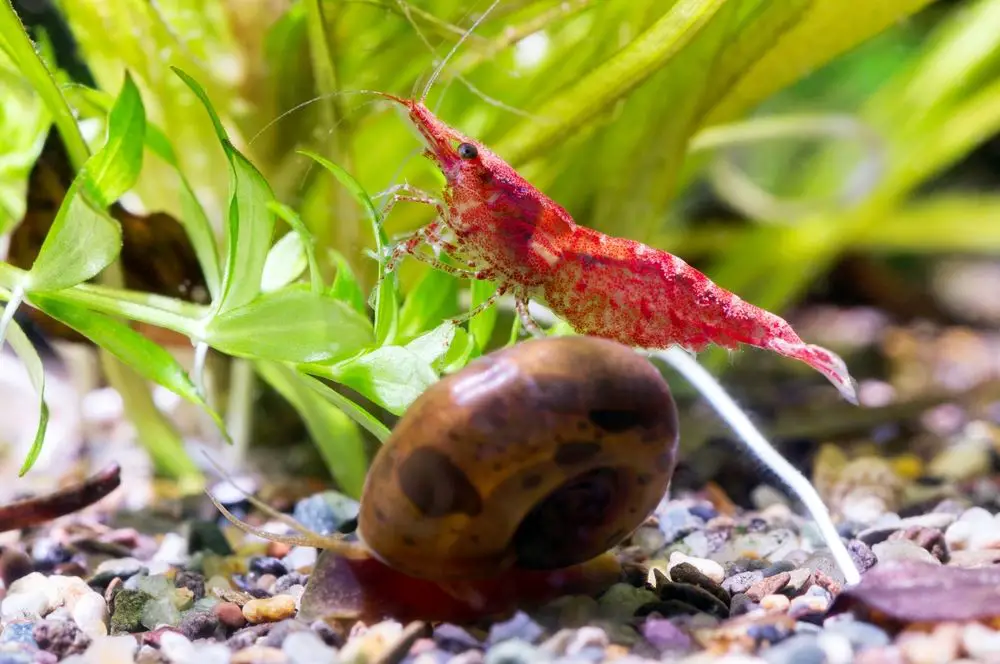 Cherry shrimp on a large snail!