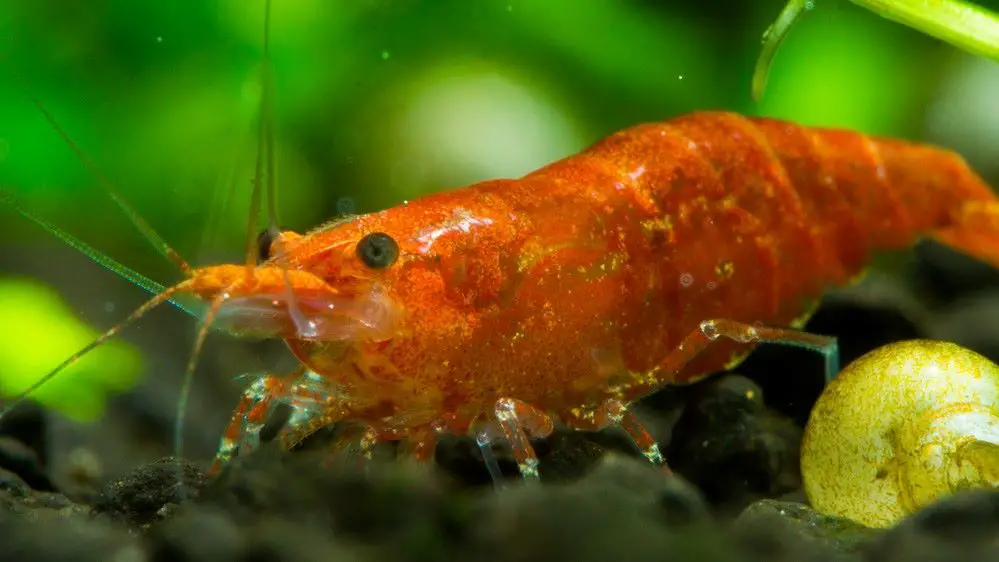 Close up of a cherry shrimp
