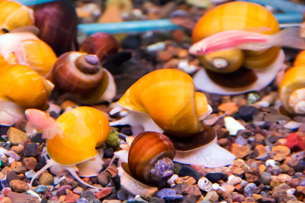 Apple snails leave the tank to lay clutches of pink eggs
