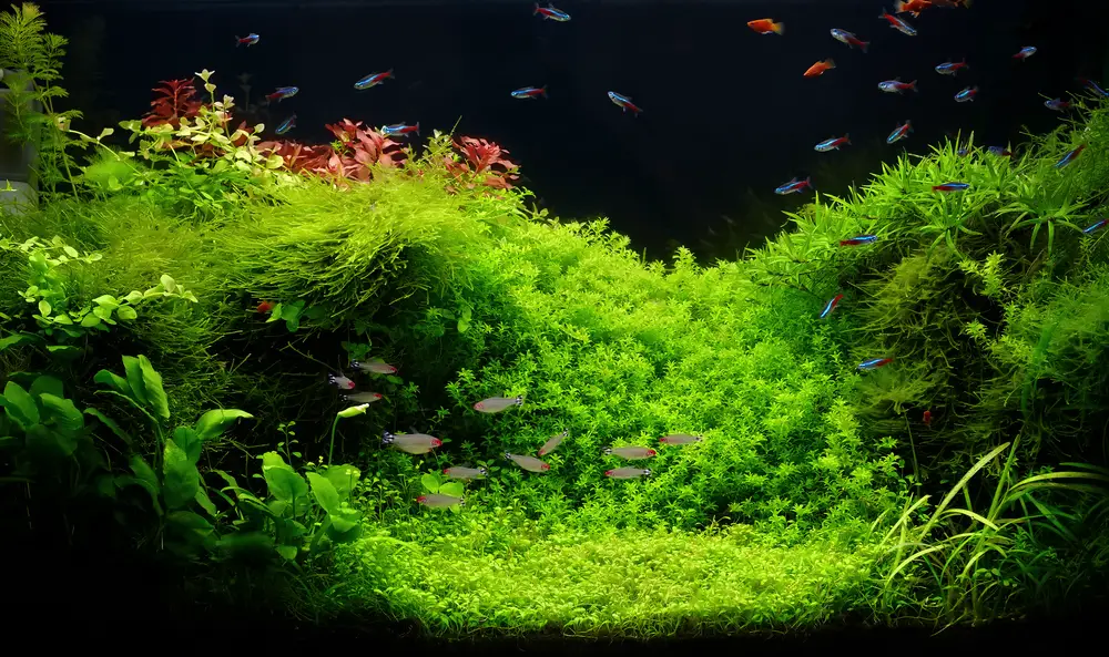 Large planted aquarium with Rummy Nose Tetra 