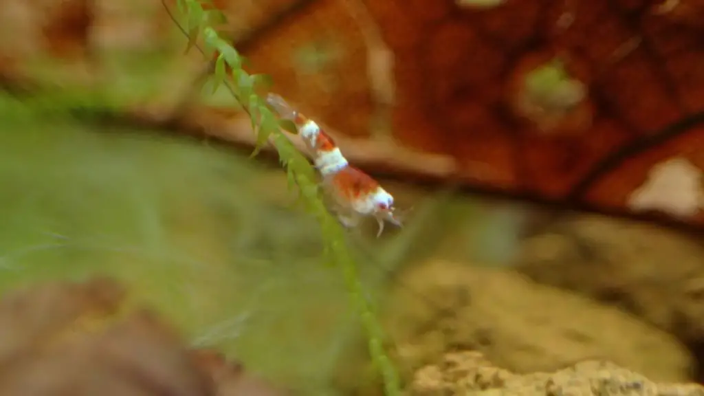 Baby Crystal Red Shrimp