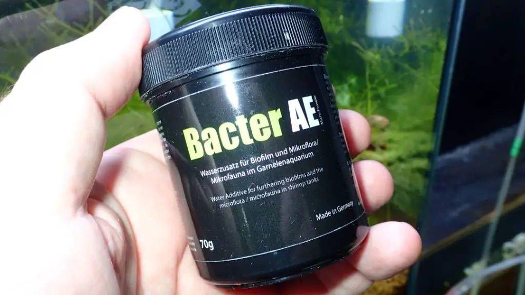 BacterAE makes biofilm which includes algae